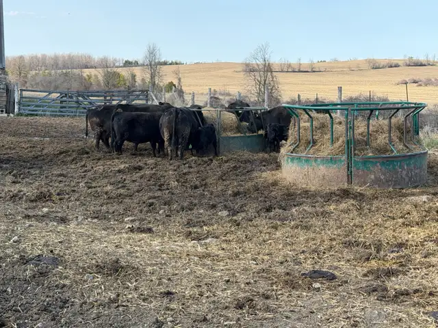 purbreed angus for sale - Photo 8