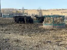 purbreed angus for sale - Photo 8
