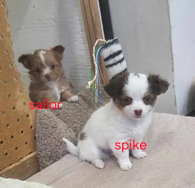 Chihuahua toy poodle