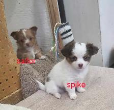 Chihuahua toy poodle
