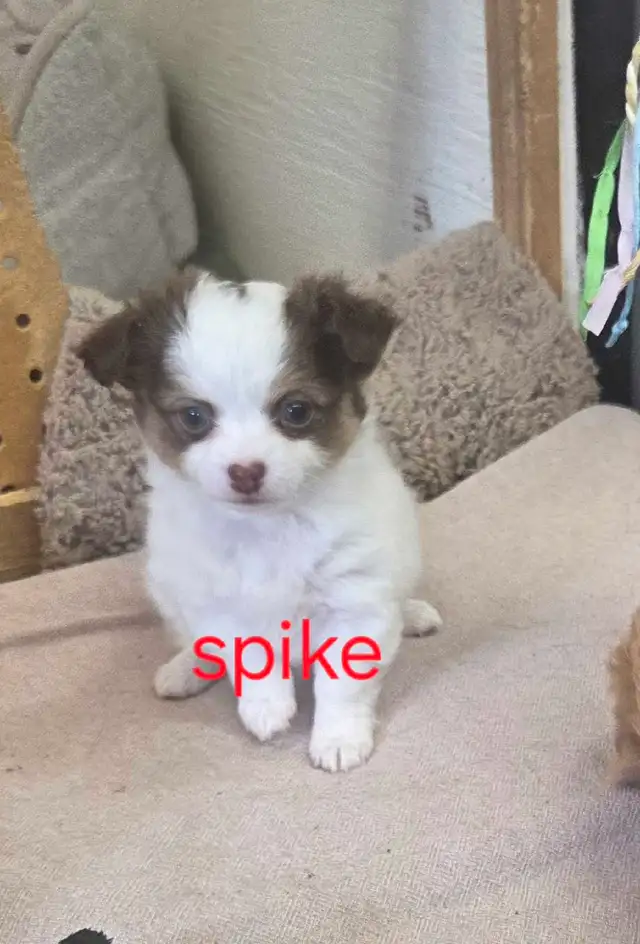 Chihuahua toy poodle - Photo 2
