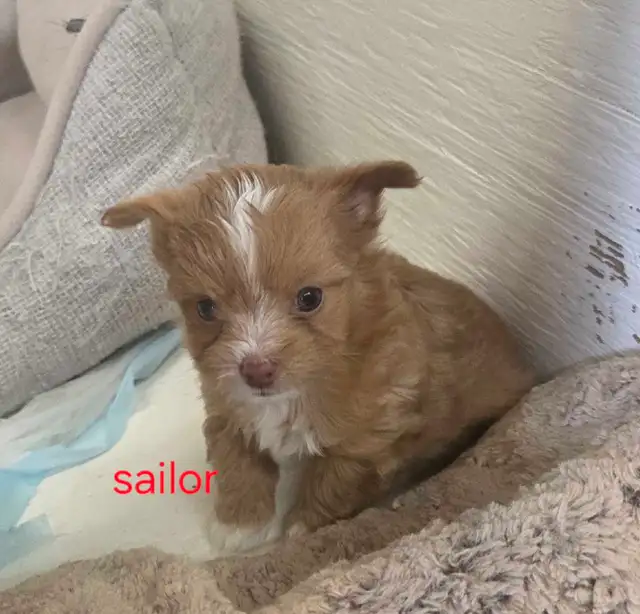 Chihuahua toy poodle - Photo 3
