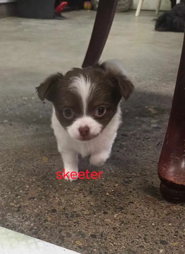 Chihuahua toy poodle - Photo 4