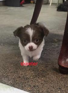 Chihuahua toy poodle - Photo 4