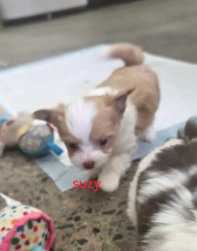 Chihuahua toy poodle - Photo 5
