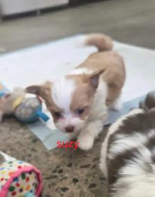 Chihuahua toy poodle - Photo 5
