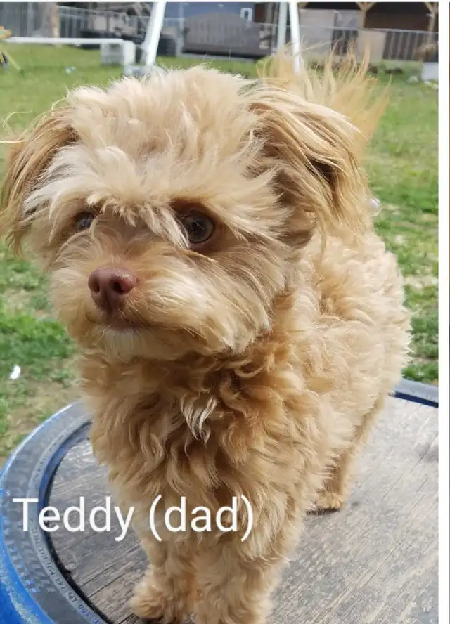 Chihuahua toy poodle - Photo 7