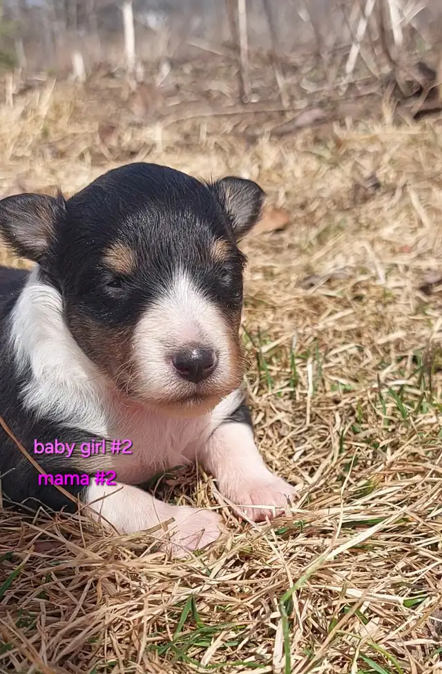 Purebred Sheltie puppies