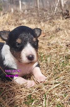 Purebred Sheltie puppies