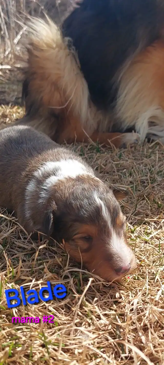 Purebred Sheltie puppies - Photo 2