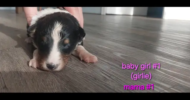 Purebred Sheltie puppies - Photo 3