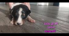 Purebred Sheltie puppies - Photo 3