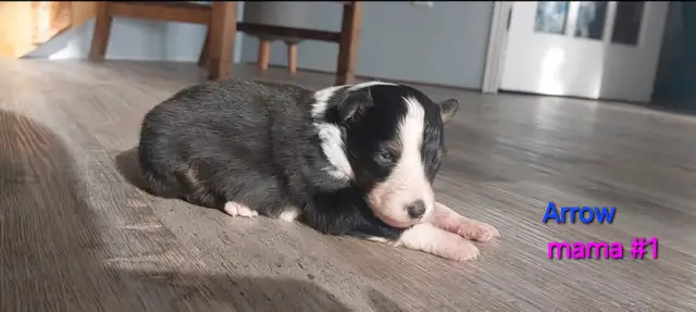 Purebred Sheltie puppies - Photo 4