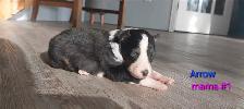 Purebred Sheltie puppies - Photo 4