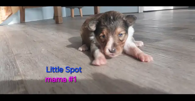 Purebred Sheltie puppies - Photo 5