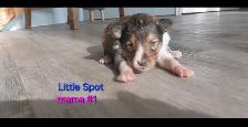 Purebred Sheltie puppies - Photo 5