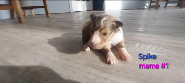 Purebred Sheltie puppies - Photo 6