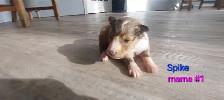 Purebred Sheltie puppies - Photo 6