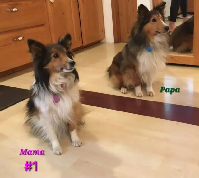 Purebred Sheltie puppies - Photo 7