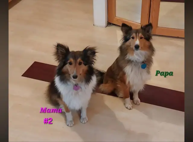 Purebred Sheltie puppies - Photo 8