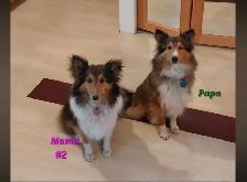Purebred Sheltie puppies - Photo 8