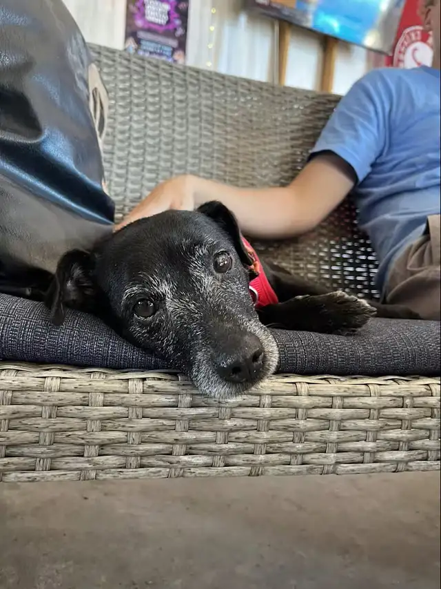 Patterdale terrier - Ollie Raider - Photo 2
