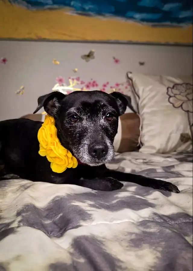 Patterdale terrier - Ollie Raider - Photo 3