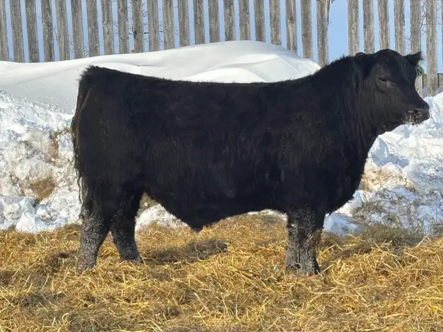 yearling angus bulls