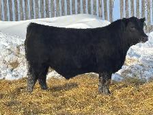 yearling angus bulls