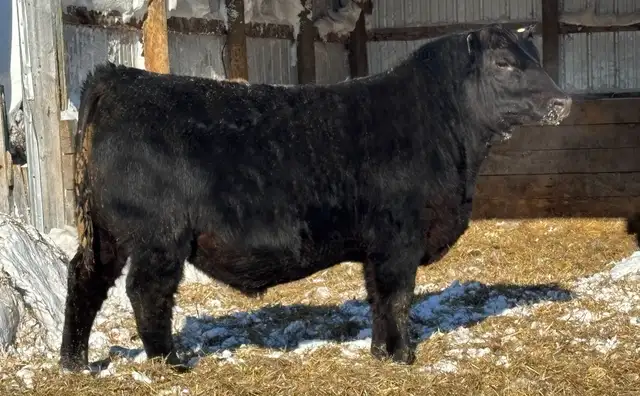 yearling angus bulls - Photo 2