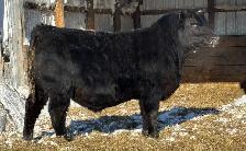 yearling angus bulls - Photo 2