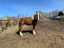 Belgian Stud For Sale