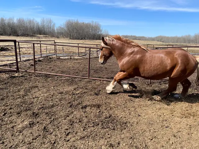 Belgian Stud For Sale - Photo 2