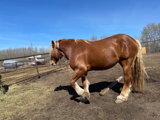 Belgian Stud For Sale - Photo 3