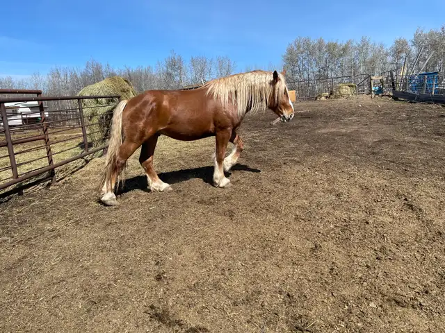 Belgian Stud For Sale - Photo 4