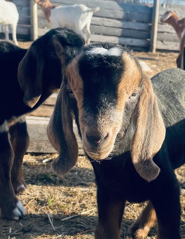 handsome Boer bottle buckling pet