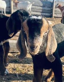 handsome Boer bottle buckling pet