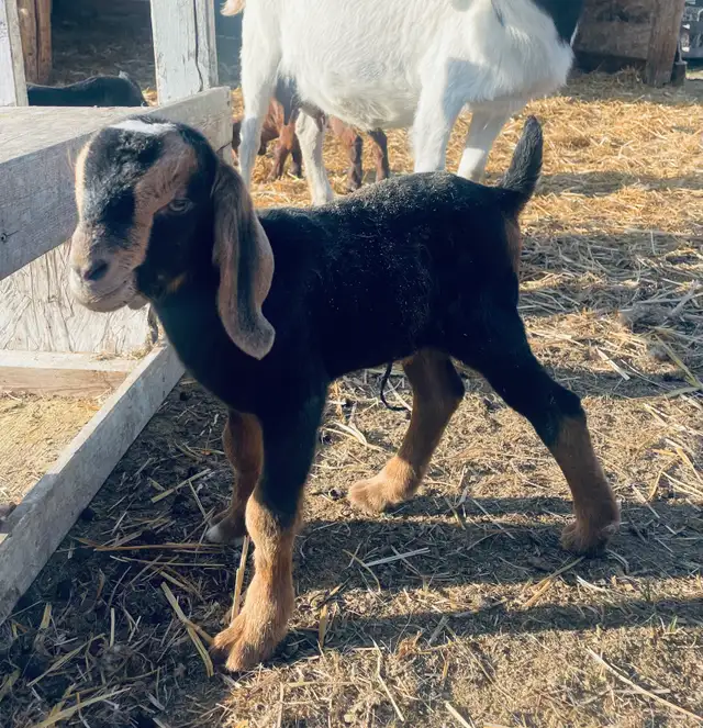 handsome Boer bottle buckling pet - Photo 2