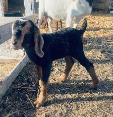 handsome Boer bottle buckling pet - Photo 2