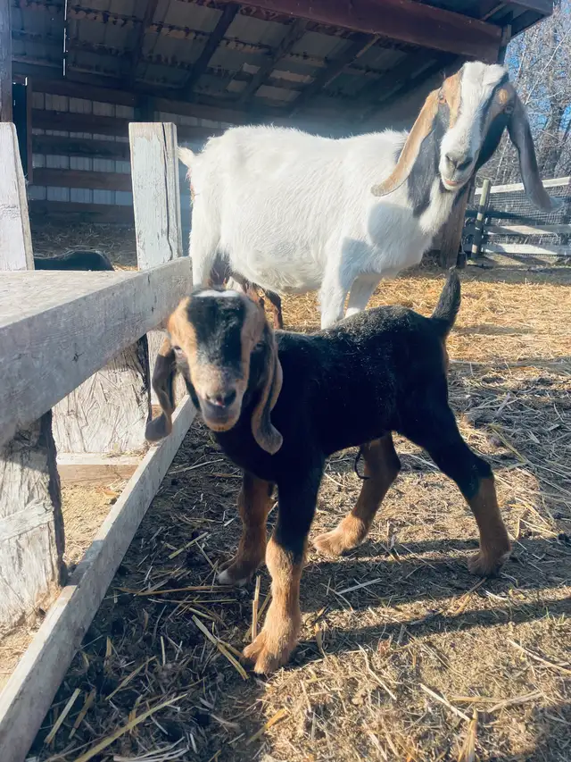 handsome Boer bottle buckling pet - Photo 3