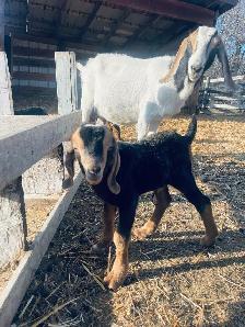 handsome Boer bottle buckling pet - Photo 3