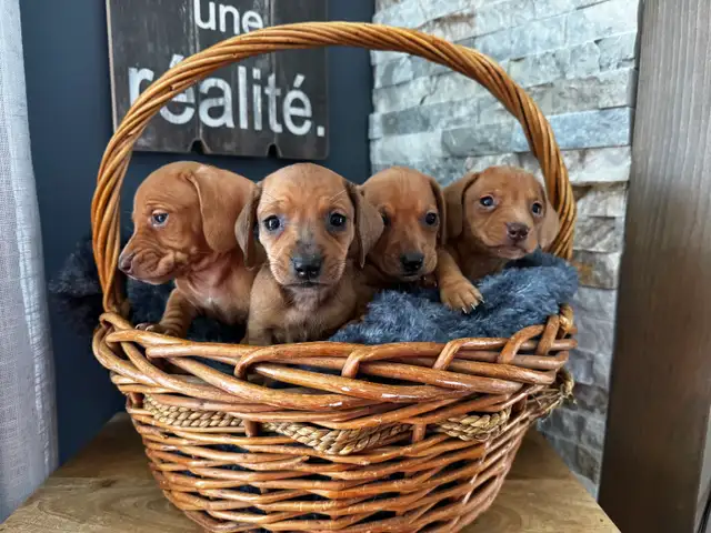 Chiots teckel miniature vacc, verm, micropucé et garantit