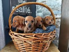 Chiots teckel miniature vacc, verm, micropucé et garantit