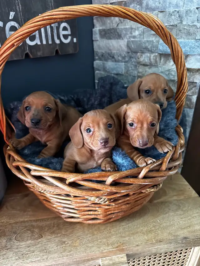 Chiots teckel miniature vacc, verm, micropucé et garantit - Photo 2
