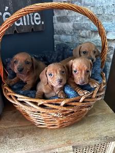 Chiots teckel miniature vacc, verm, micropucé et garantit - Photo 2
