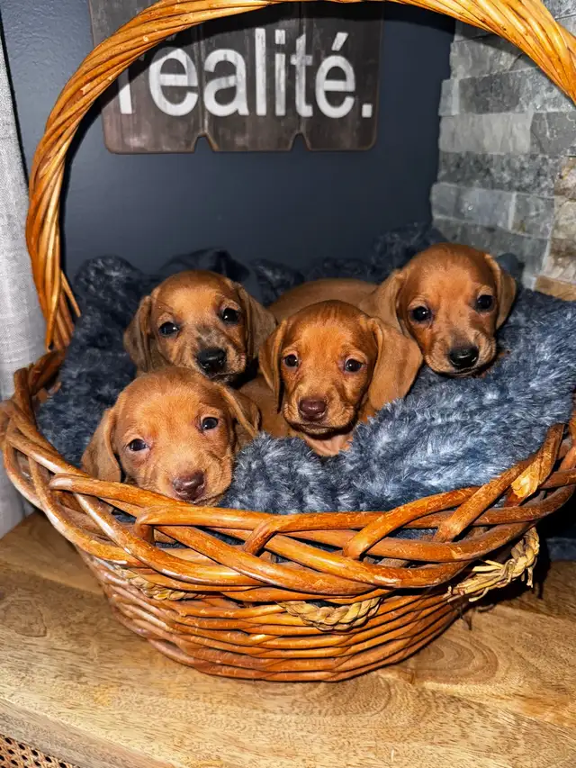 Chiots teckel miniature vacc, verm, micropucé et garantit - Photo 3