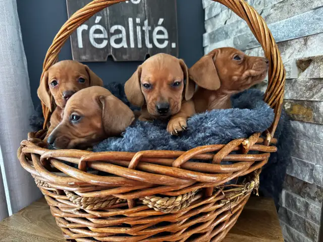 Chiots teckel miniature vacc, verm, micropucé et garantit - Photo 4