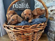 Chiots teckel miniature vacc, verm, micropucé et garantit - Photo 4