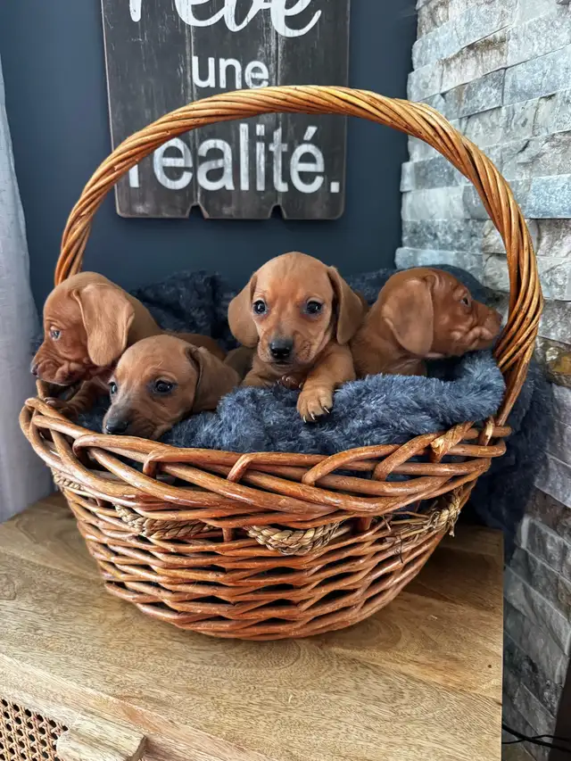 Chiots teckel miniature vacc, verm, micropucé et garantit - Photo 5