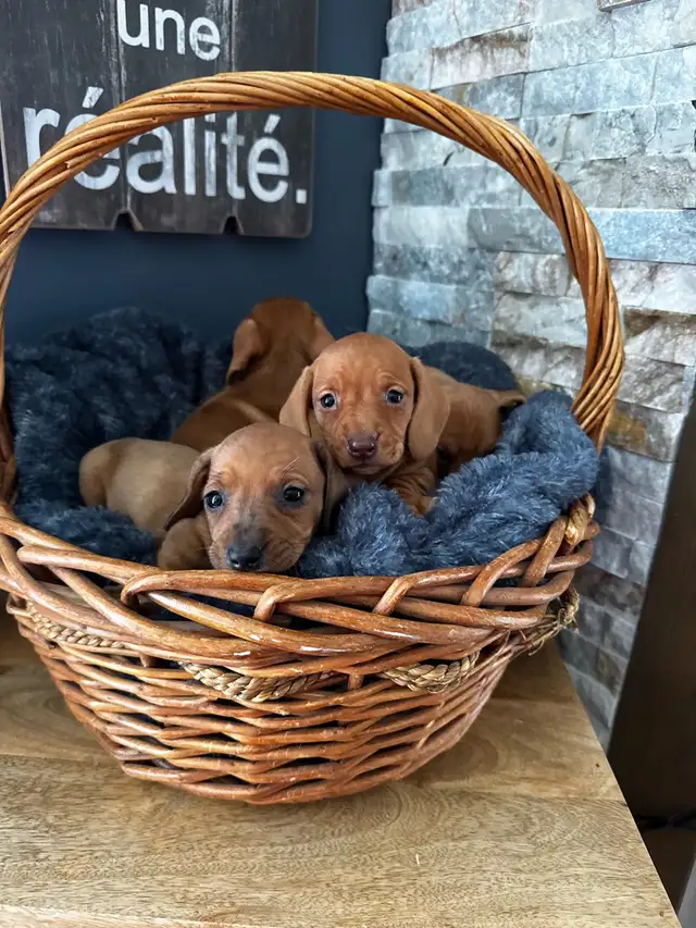 Chiots teckel miniature vacc, verm, micropucé et garantit - Photo 6